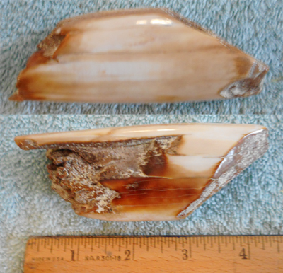 Image 04